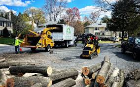 How Our Tree Care Process Works  in Carthage, IL